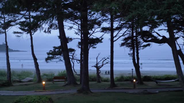 中，慢镜头，树木和海滩在黄昏，温哥华岛视频下载