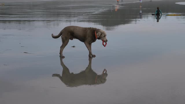 中速慢镜头，温哥华岛海滩上的一只老狗视频下载
