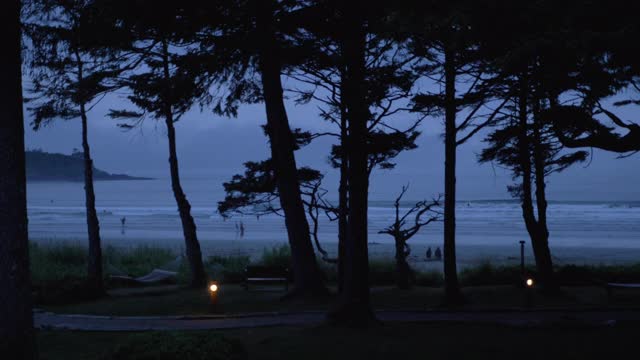中，慢镜头，树木和海滩在黄昏，温哥华岛视频下载