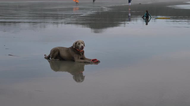 中速慢镜头，温哥华岛海滩上的一只老狗视频下载