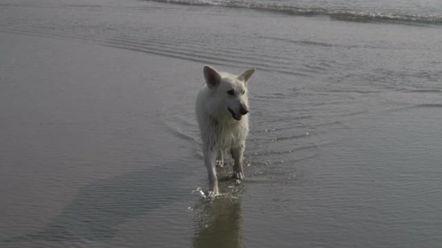 特写，慢镜头，温哥华岛海滩上的湿狗视频下载