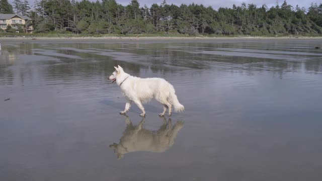 追踪，慢镜头，狗在宽阔的沙滩上，温哥华岛视频下载
