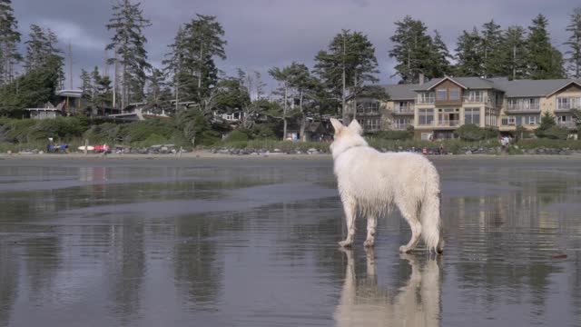 慢镜头，温哥华岛，一只狗在海滩上看着海岸视频下载
