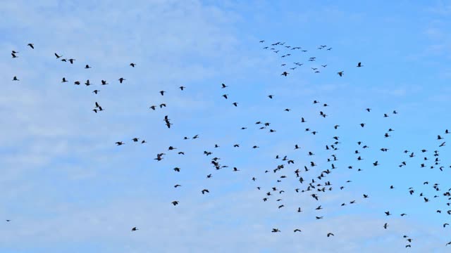 一群在迁徙中飞翔的蓝鸟视频下载