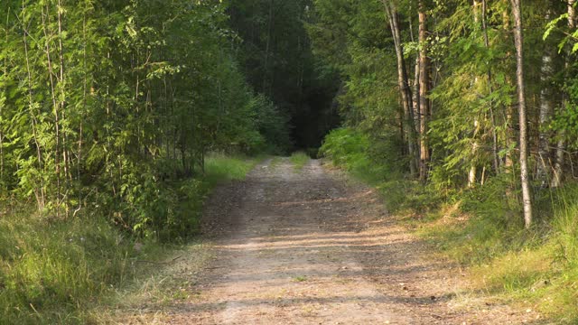 宽阔，空旷的森林土路在瑞典视频下载