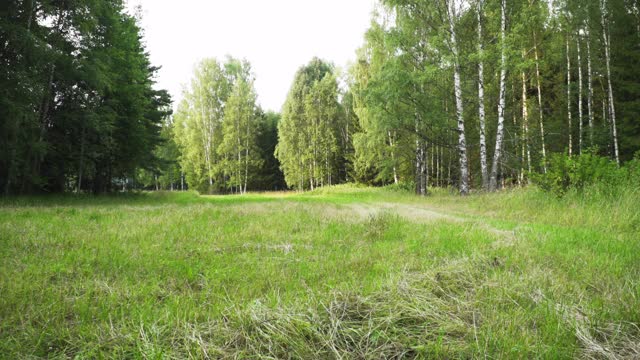 瑞典广阔的森林空地视频下载
