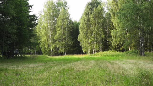 瑞典广阔的森林空地视频下载