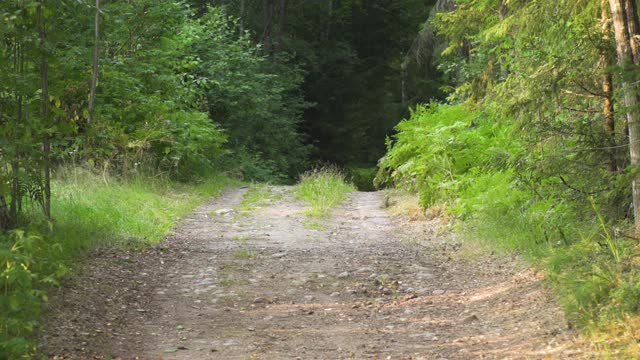 宽阔，空旷的森林土路在瑞典视频下载