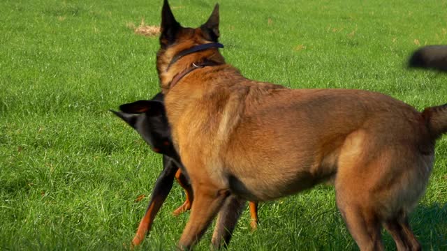 杜宾犬和比利时牧羊犬在绿地上玩耍视频下载