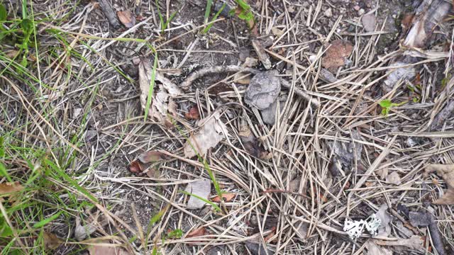 蚂蚁在布满松针的干燥地面上行走，特写视频下载