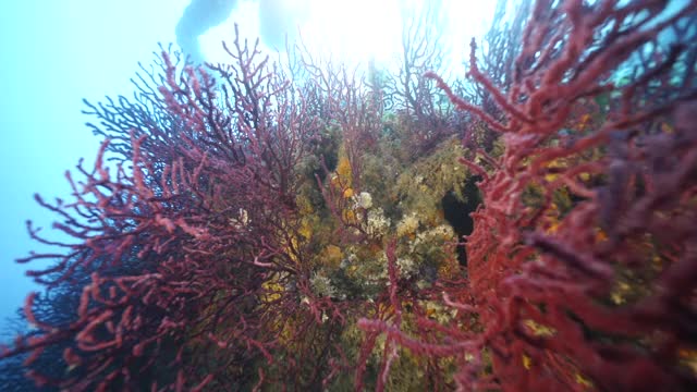 水下视图水肺潜水员拍摄水生命视频下载