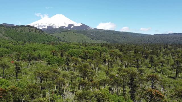 孔吉里奥国家公园亚莱马火山脚下的南洋杉森林视频素材