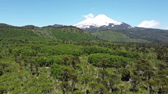 孔吉里奥国家公园亚莱马火山脚下的南洋杉森林视频素材