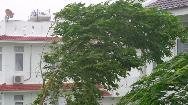 一棵树下着大雨和强风。热带风暴的概念。包含自然声音视频素材