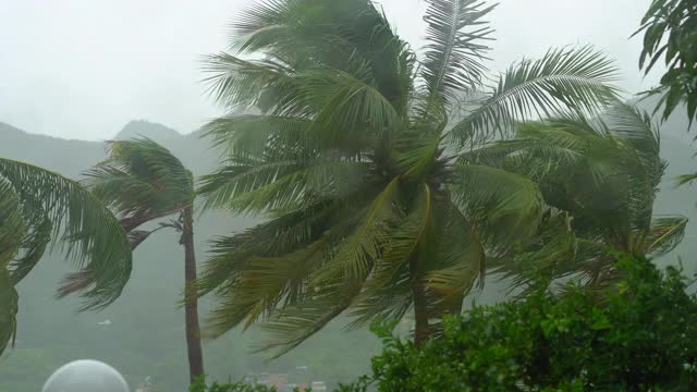 树和棕榈树在大雨和强风下。从被雨淋透的窗户射了出去。热带风暴的概念视频素材