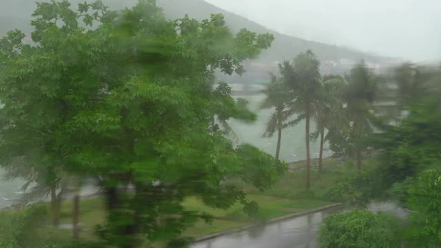 树和棕榈树在大雨和强风下。有人打开窗户向外看视频素材