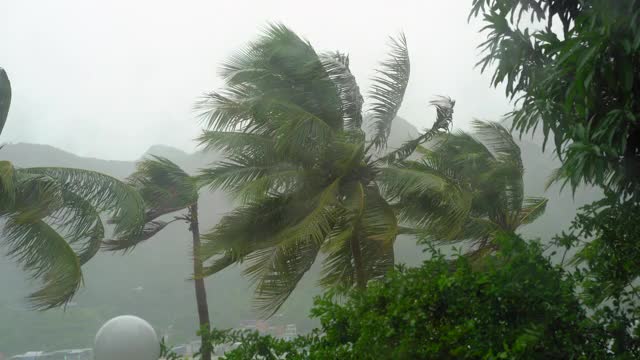 树和棕榈树在大雨和强风下。从被雨淋透的窗户射了出去。热带风暴的概念视频素材