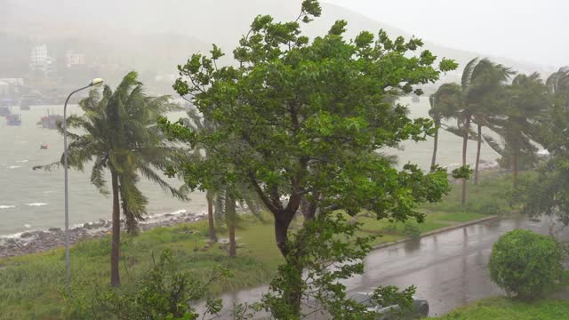 树和棕榈树在大雨和强风下视频素材