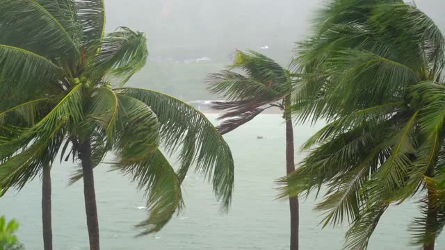 棕榈树在大雨和强风下。热带风暴的概念视频素材