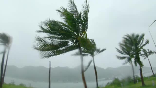 棕榈树在大雨和强风下。热带风暴的概念。是用动作摄影机拍的。与自然的声音视频素材