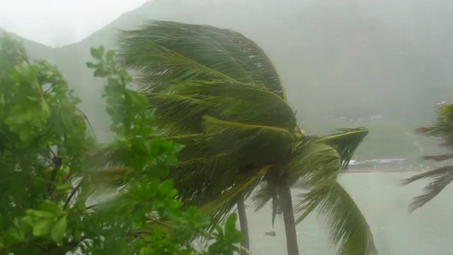 树和棕榈树在大雨和强风下。从被雨淋透的窗户射了出去。热带风暴的概念。包含自然声音视频素材