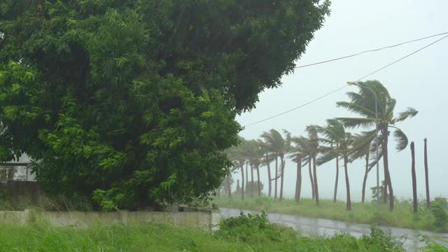 树和棕榈树在大雨和强风下。热带风暴的概念。包含自然声音视频素材