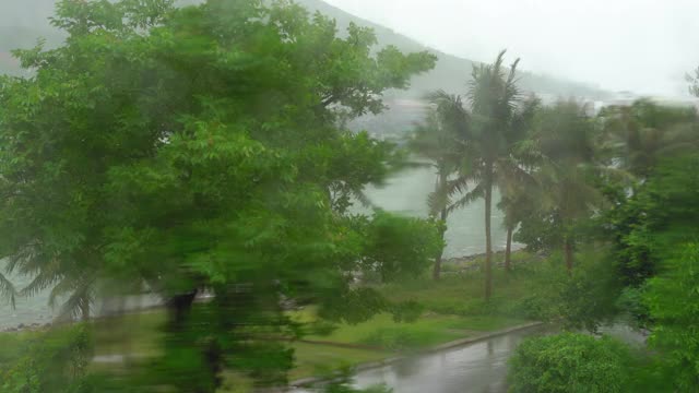 树和棕榈树在大雨和强风下。从被雨淋透的窗户射了出去视频素材