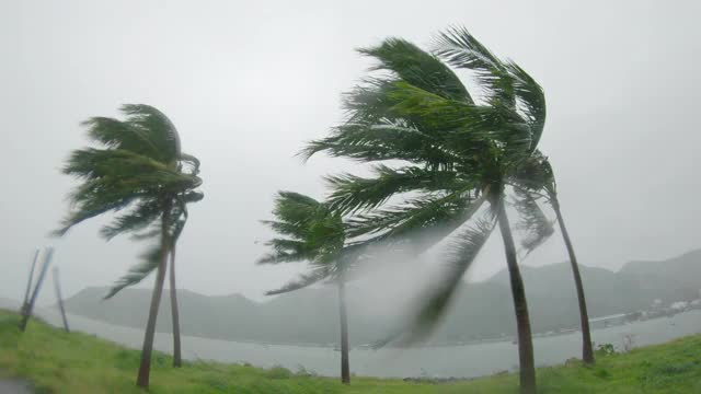 Slowmotion视频。棕榈树在大雨和强风下。热带风暴的概念。是用动作摄影机拍的。视频素材