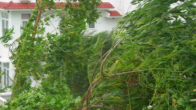一棵树下着大雨和强风。热带风暴的概念。包含自然声音视频素材