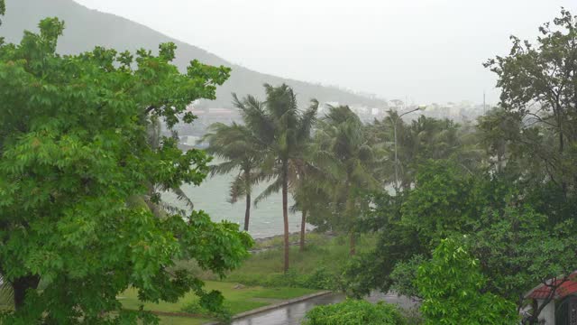 树和棕榈树在大雨和强风下。热带风暴的概念。包含自然声音视频素材