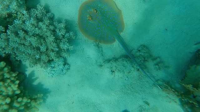 黄貂鱼在沙海床下的珊瑚礁上移动，大堡礁视频下载