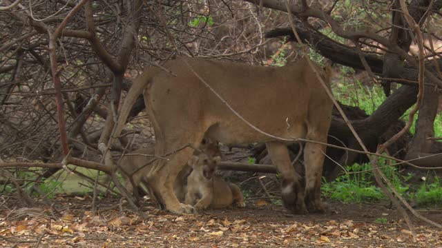 亚洲母狮带着幼崽穿过树林视频素材