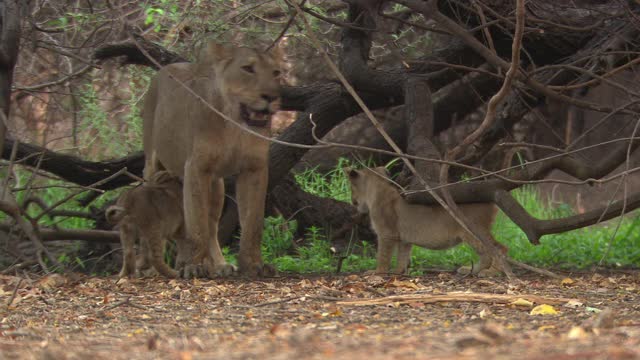 亚洲母狮带着她的幼崽在树下，幼崽离开了妈妈视频素材