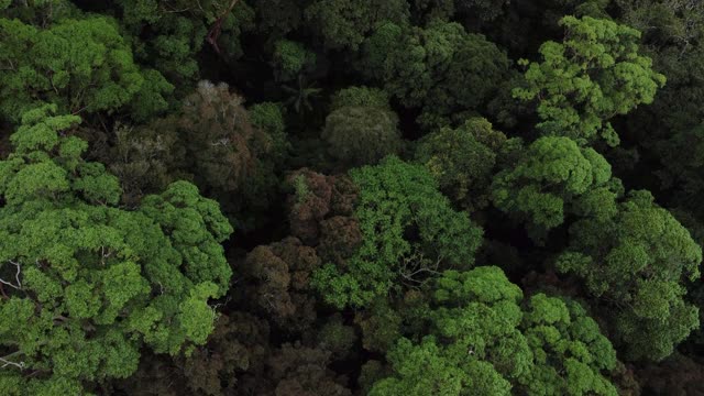 森林树冠的无人机视图视频下载