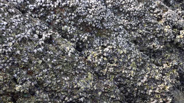 一只小螃蟹趴在一块大石头上，上面漂着泡沫视频素材