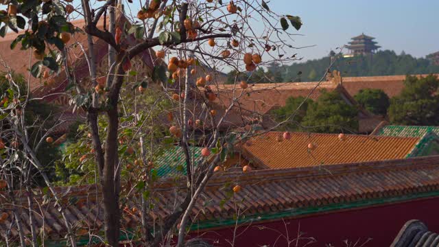 斯坦尼康镜头拍摄的一个年轻女子旅行博客访问紫禁城-中国皇帝的古代宫殿。皇宫公园里的柿子树视频下载