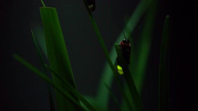 萤火虫。视频下载