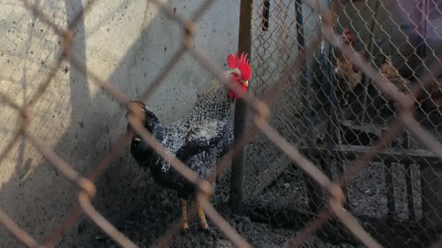 公鸡在农民的院子里视频素材