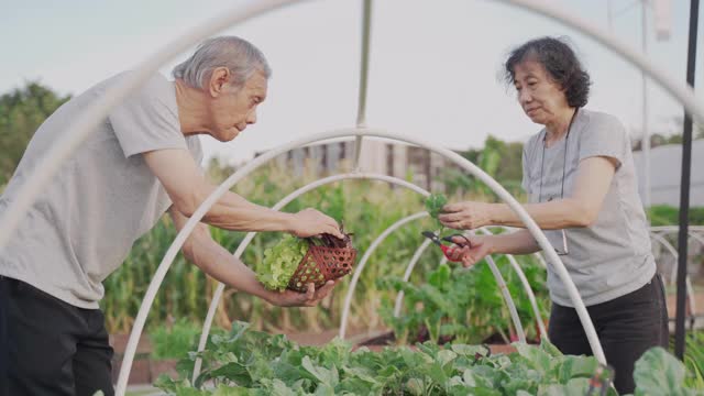 成熟的夫妇从水培蔬菜农场收获视频下载