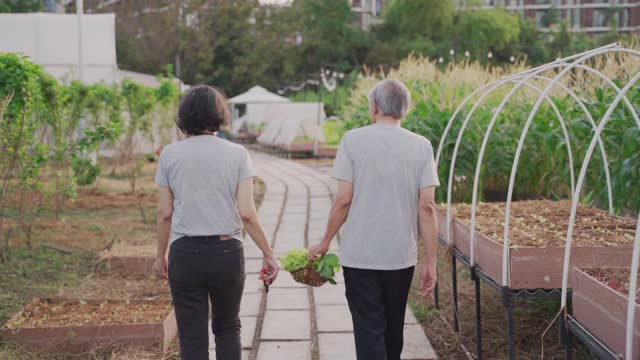 成熟的夫妇从水培蔬菜农场收获视频下载