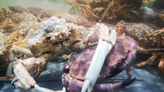 蜘蛛蟹抱着一只螃蟹在一个透明的水箱里视频下载