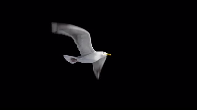 海鸥鸟飞行环阿尔法通道低角度拍摄视频下载