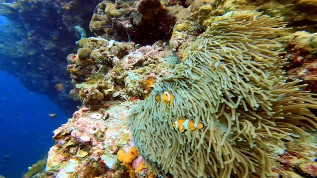 鲜艳健康的珊瑚礁上的海葵里的尼莫小丑鱼。海葵鱼尼莫夫妇在水下游泳。带着水肺潜水的尼莫和海葵的珊瑚礁场景。视频素材