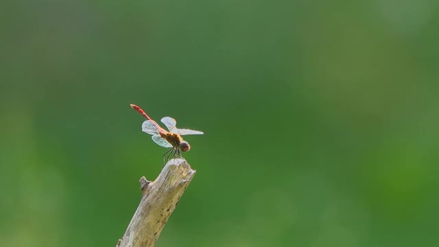昆虫蜻蜓坐在模糊的绿色背景上的树枝上。视频素材