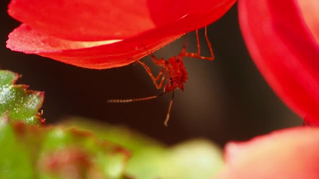 螳螂幼虫在花上视频下载