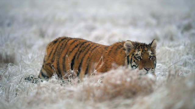年轻的雌性东北虎(阿尔泰卡虎)在狩猎。缓慢的运动。冬天的田野被雪覆盖着。野生动物。视频素材