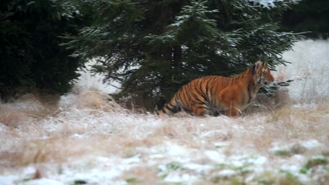 两只西伯利亚虎(阿尔泰卡虎)在冰冻的草地上一起慢动作玩耍视频下载