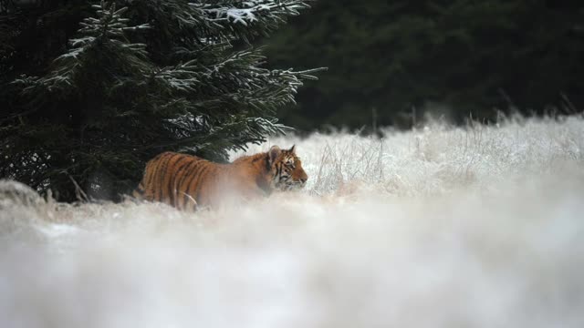 年轻的雌性东北虎(阿尔泰卡虎)在狩猎。缓慢的运动。冬天的田野被雪覆盖着。野生动物。视频素材
