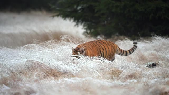 年轻的雌性东北虎(阿尔泰卡虎)在狩猎。冬天的田野被雪覆盖着。野生动物。视频素材