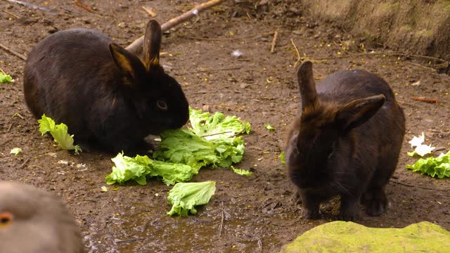 黑兔兔吃视频下载
